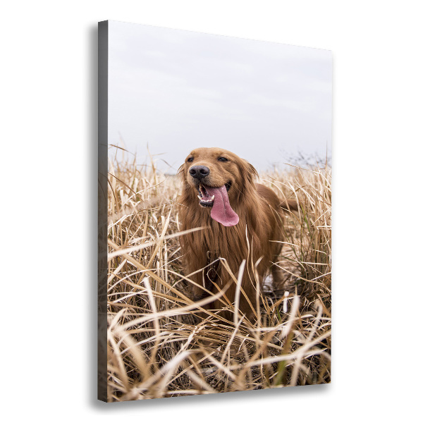 Stampa quadro su tela verticale Golden retriever