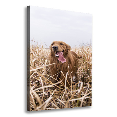 Stampa quadro su tela verticale Golden retriever