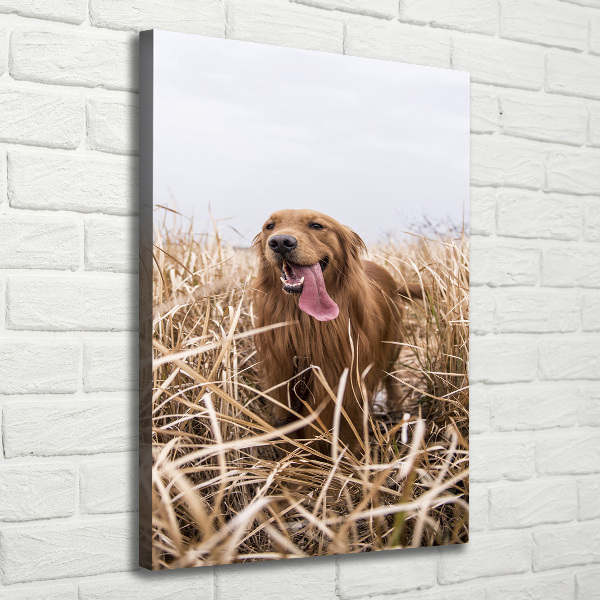 Stampa quadro su tela verticale Golden retriever