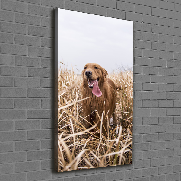 Stampa quadro su tela verticale Golden retriever
