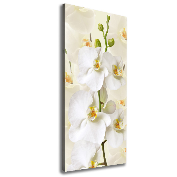 Quadro su tela canvas verticale Orchidea bianca