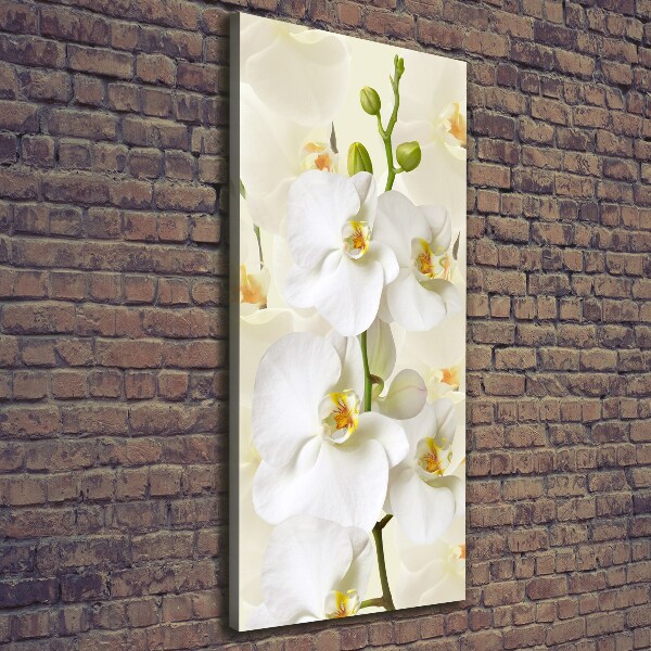 Quadro su tela canvas verticale Orchidea bianca