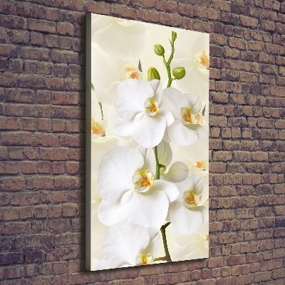Quadro su tela canvas verticale Orchidea bianca