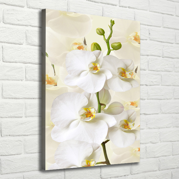 Quadro su tela canvas verticale Orchidea bianca