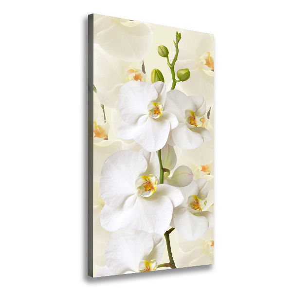 Quadro su tela canvas verticale Orchidea bianca