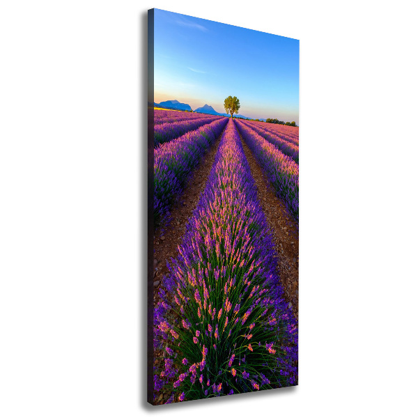 Quadro foto su tela verticale Campo di lavanda