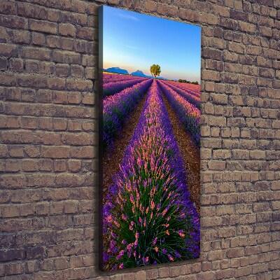 Quadro foto su tela verticale Campo di lavanda