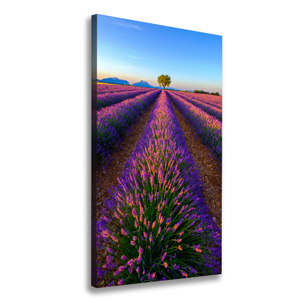 Quadro foto su tela verticale Campo di lavanda