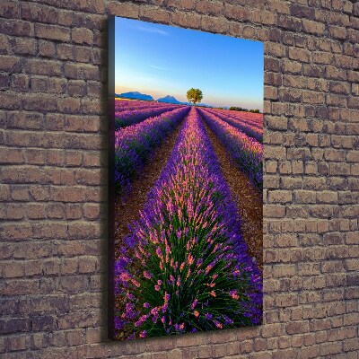 Quadro foto su tela verticale Campo di lavanda