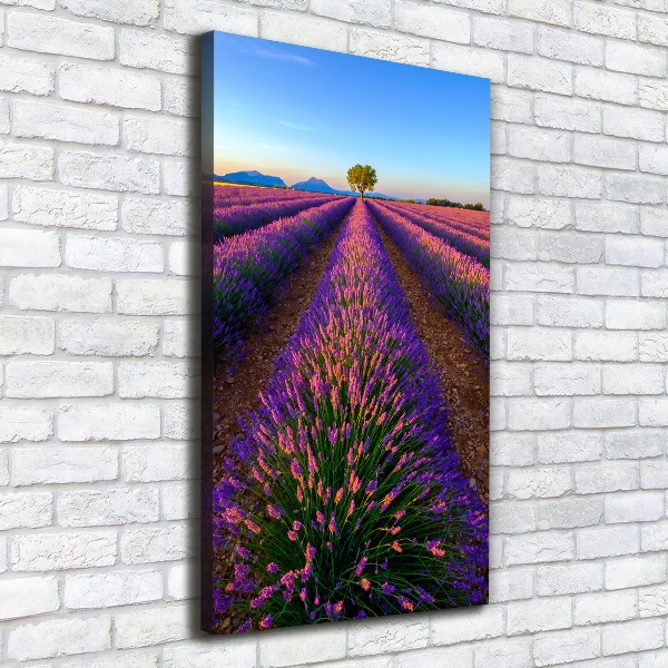 Quadro foto su tela verticale Campo di lavanda