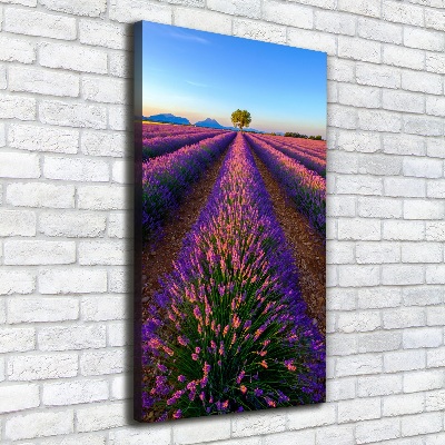 Quadro foto su tela verticale Campo di lavanda