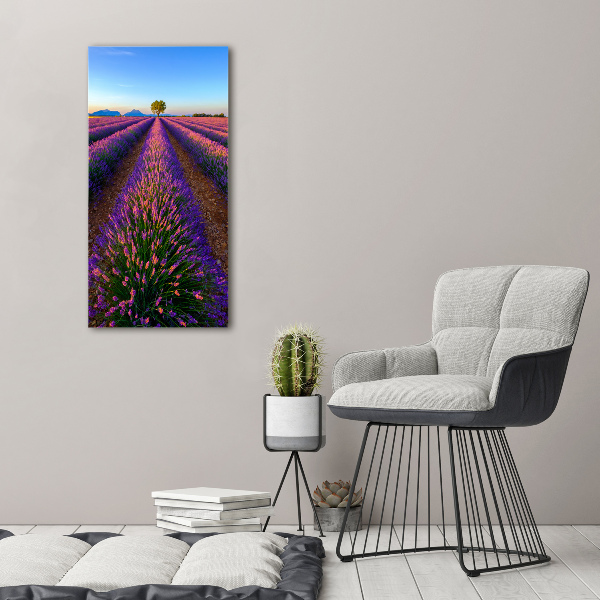 Quadro foto su tela verticale Campo di lavanda