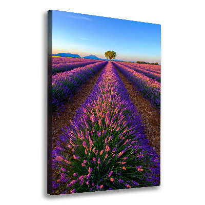 Quadro foto su tela verticale Campo di lavanda