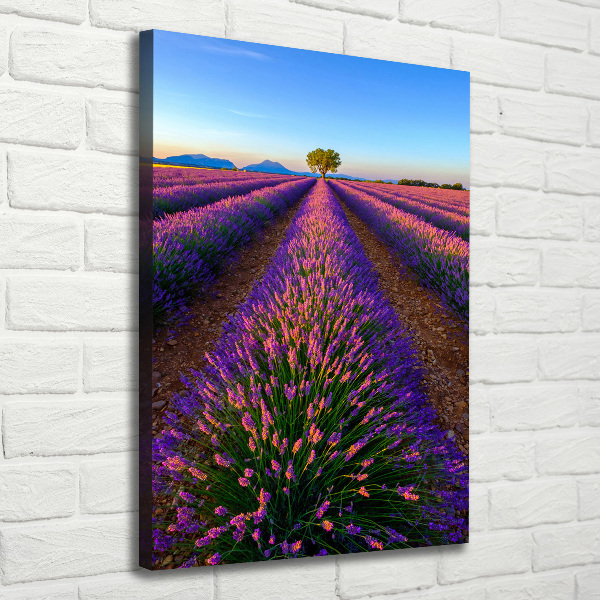 Quadro foto su tela verticale Campo di lavanda
