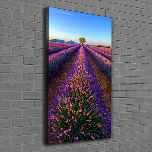 Quadro foto su tela verticale Campo di lavanda