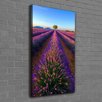Quadro foto su tela verticale Campo di lavanda