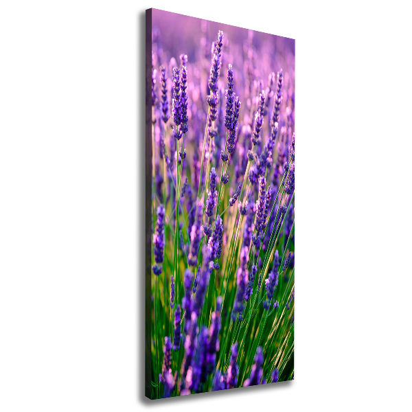 Quadro foto su tela verticale Campo di lavanda