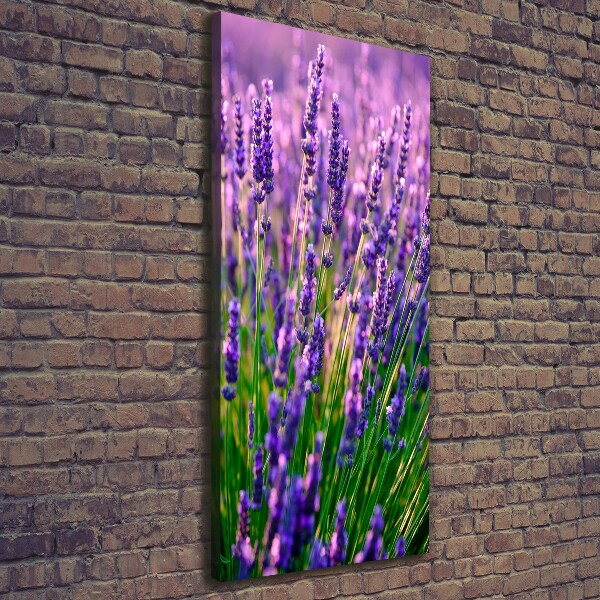 Quadro foto su tela verticale Campo di lavanda