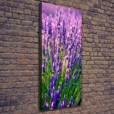 Quadro foto su tela verticale Campo di lavanda