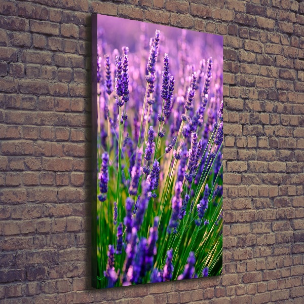 Quadro foto su tela verticale Campo di lavanda