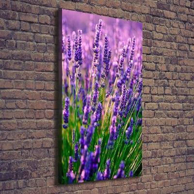 Quadro foto su tela verticale Campo di lavanda
