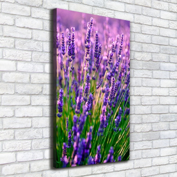 Quadro foto su tela verticale Campo di lavanda