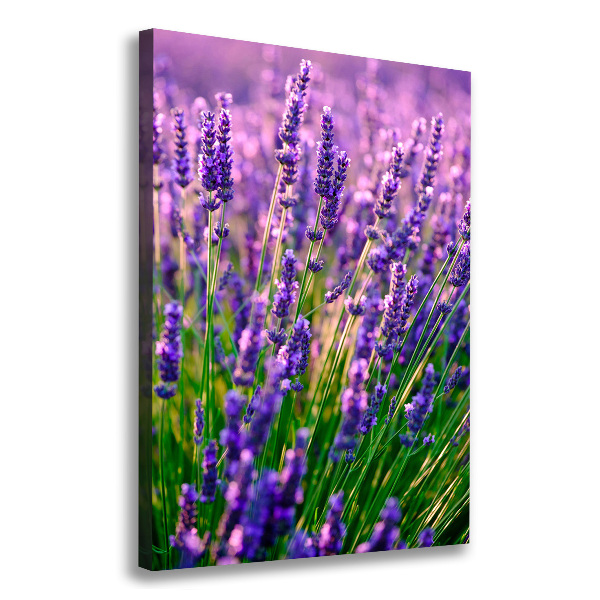 Quadro foto su tela verticale Campo di lavanda