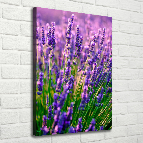 Quadro foto su tela verticale Campo di lavanda