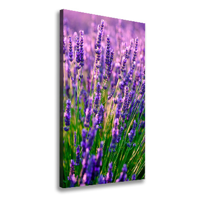 Quadro foto su tela verticale Campo di lavanda