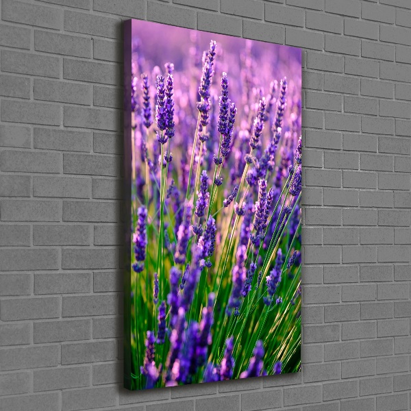 Quadro foto su tela verticale Campo di lavanda