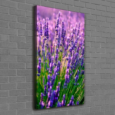 Quadro foto su tela verticale Campo di lavanda