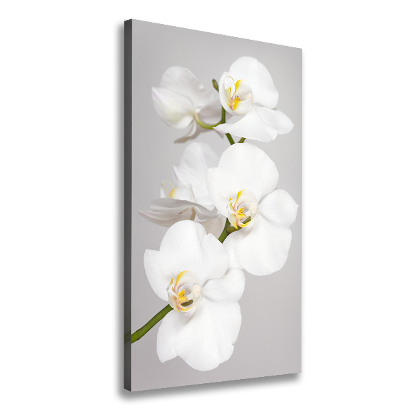 Quadro foto su tela verticale Orchidea bianca