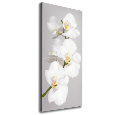 Quadro foto su tela verticale Orchidea bianca