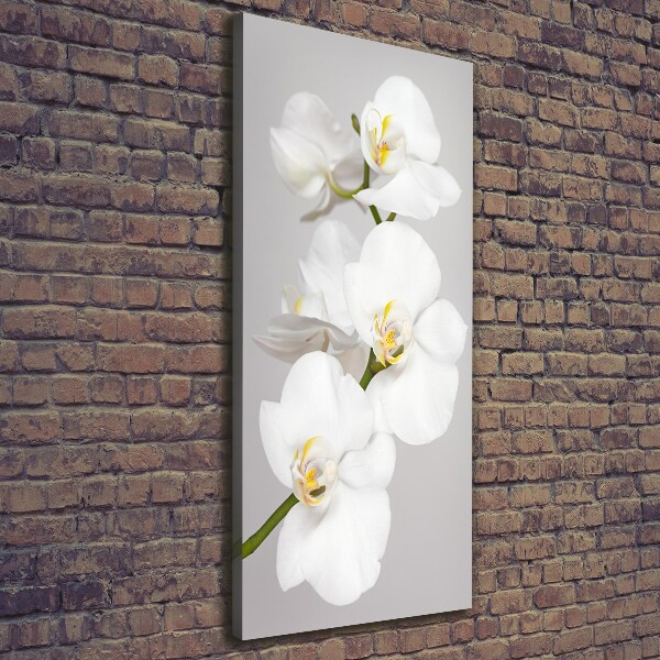 Quadro foto su tela verticale Orchidea bianca