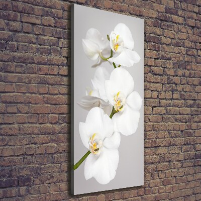 Quadro foto su tela verticale Orchidea bianca