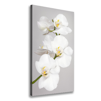 Quadro foto su tela verticale Orchidea bianca