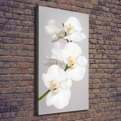 Quadro foto su tela verticale Orchidea bianca