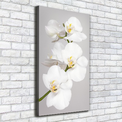 Quadro foto su tela verticale Orchidea bianca