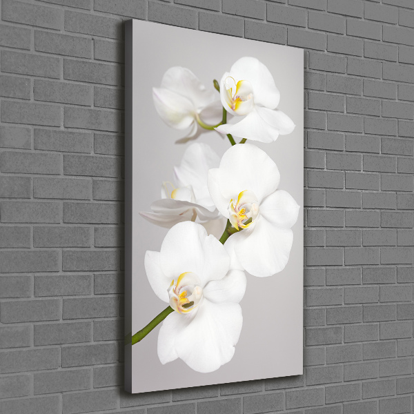Quadro foto su tela verticale Orchidea bianca