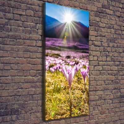 Quadro foto su tela verticale Crochi in montagna