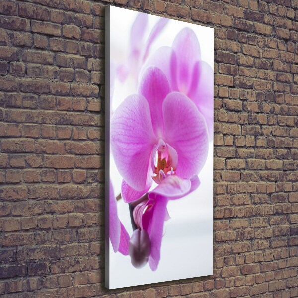 Quadro foto su tela verticale Orchidea rosa