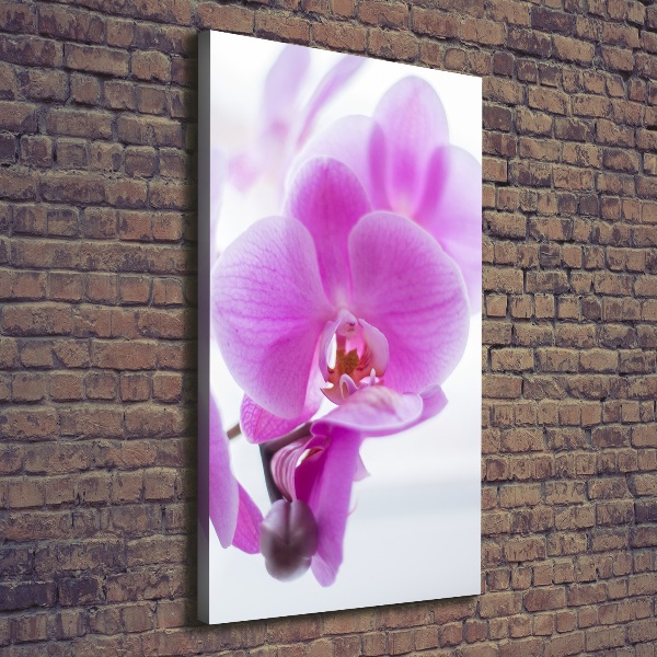 Quadro foto su tela verticale Orchidea rosa