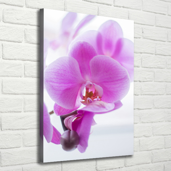 Quadro foto su tela verticale Orchidea rosa