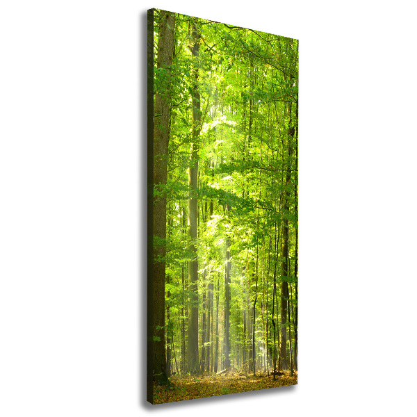Quadro foto su tela verticale Foresta di faggi