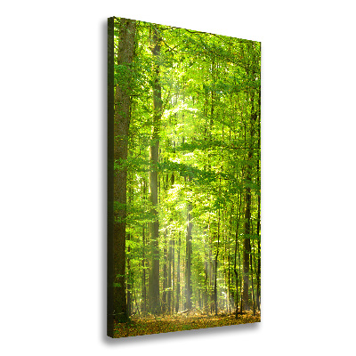 Quadro foto su tela verticale Foresta di faggi
