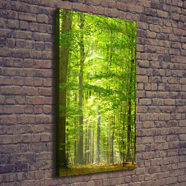 Quadro foto su tela verticale Foresta di faggi