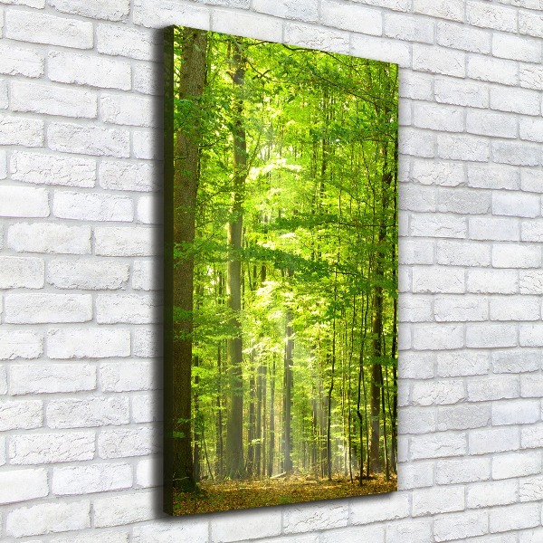 Quadro foto su tela verticale Foresta di faggi