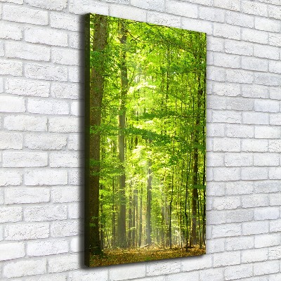 Quadro foto su tela verticale Foresta di faggi