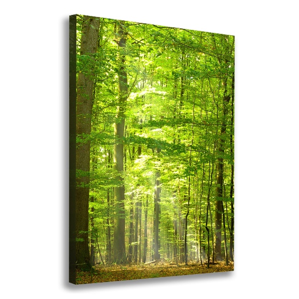 Quadro foto su tela verticale Foresta di faggi