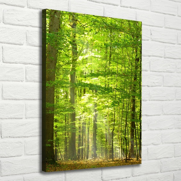 Quadro foto su tela verticale Foresta di faggi